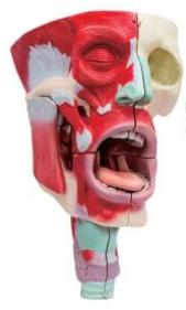 鼻、口、咽喉腔分解模型